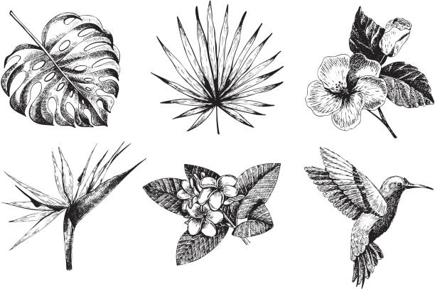 Vector hand drawn tropical plant icons. Exotic engraved leaves and flowers. Monstera, livistona palm leaves, bird of paradise, plumeria, hibiscus, hummingbird. Vector hand drawn tropical plant icons. Exotic engraved leaves and flowers. Monstera, livistona palm leaves, bird of paradise, plumeria, hibiscus, hummingbird. Use for exotic beach, wedding, partty hummingbird stock illustrations