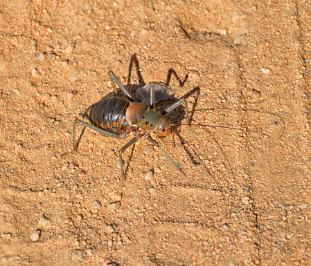 A Corn Cricket crossing a dirt track in Southern African savanna