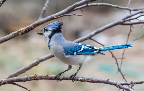 blue-jay perched on a branch looking to the side