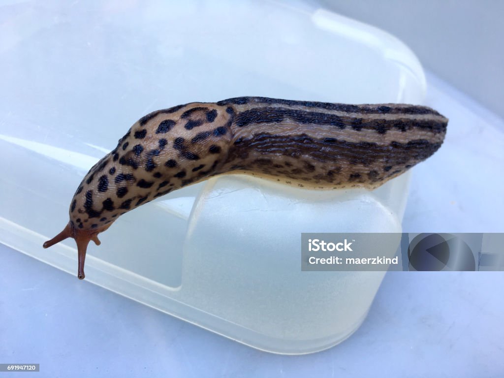 Limax maximus Large adult Limax maximus Animal Stock Photo