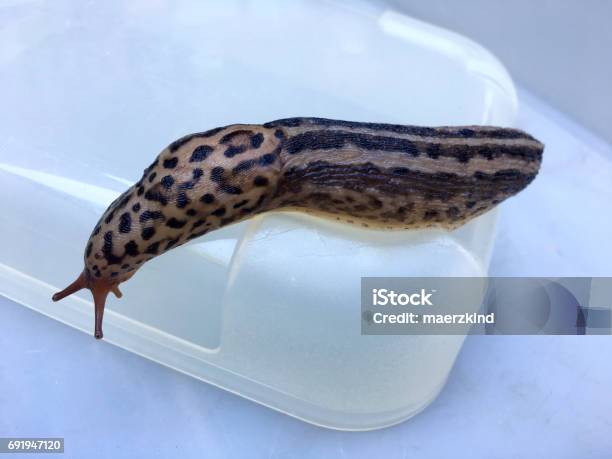 Limax Maximus Stock Photo - Download Image Now - Animal, Animal Antenna, Animal Themes