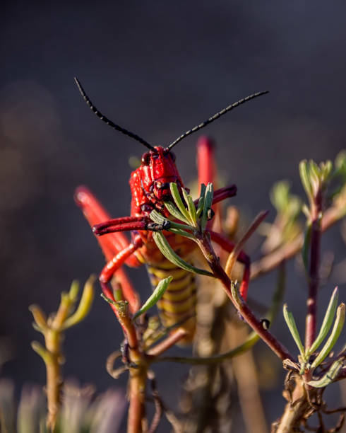 Koppie Foam Grasshopper A Koppie Foam Grasshopper in Southern African savanna poisonous grasshopper pictures stock pictures, royalty-free photos & images