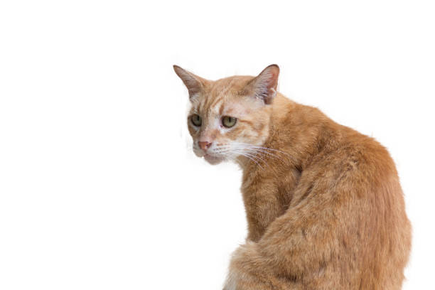 istock Cat sitting and look at some things , isolated white background 691950180