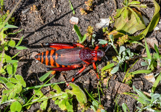 Koppie Foam Grasshopper A Koppie Foam Grasshopper in Southern African savanna poisonous grasshopper pictures stock pictures, royalty-free photos & images