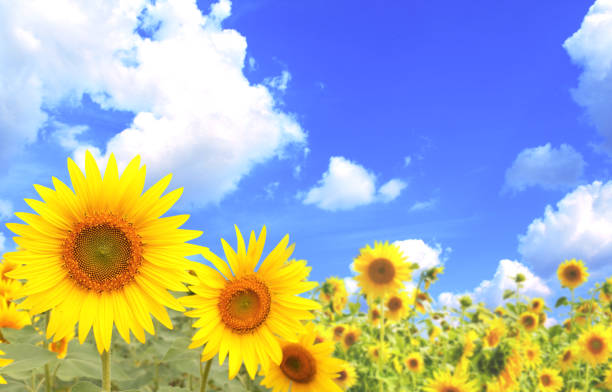 istock Sunflowers on blue sky background 691950934