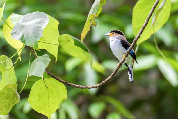 istock Silver-breasted Broadbill, birds standing on a branch in the nature. 691953348