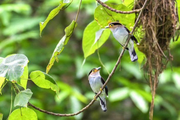 istock Silver-breasted Broadbill, birds standing on a branch in the nature. 691953350