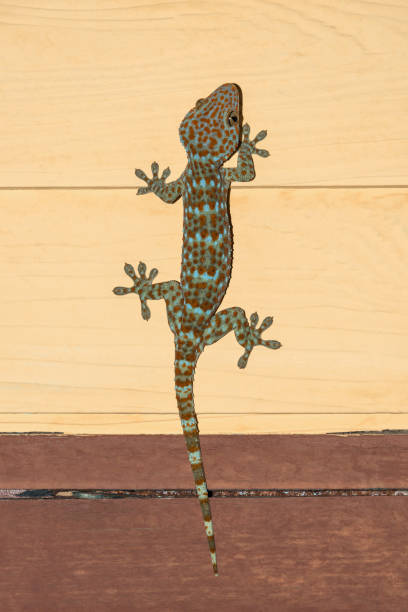 istock Closeup of gecko, climbing on the wall. 691953404
