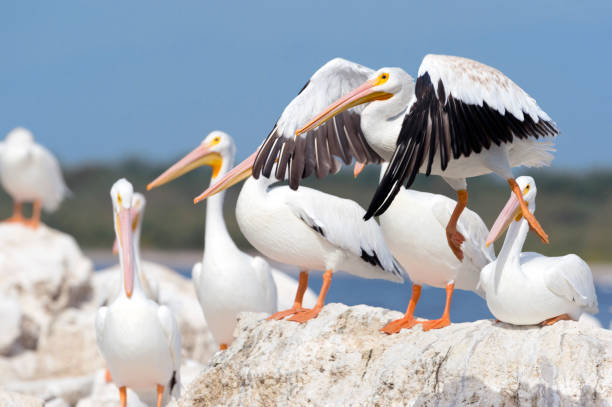 istock White Pelican Landing in a Group 691953494