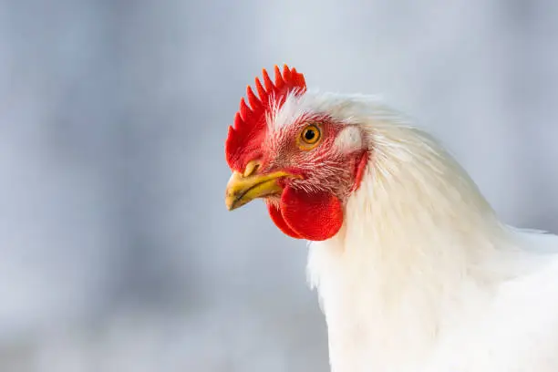 Photo of Chickens walking on the farm