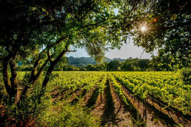 Vineyard with windbreak, Napa Valley, California.