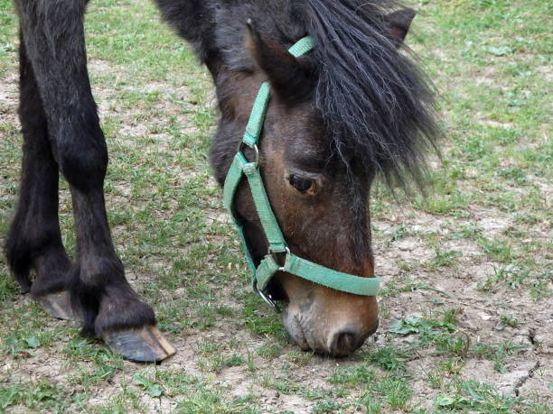 istock Pony on green meadow 691959118