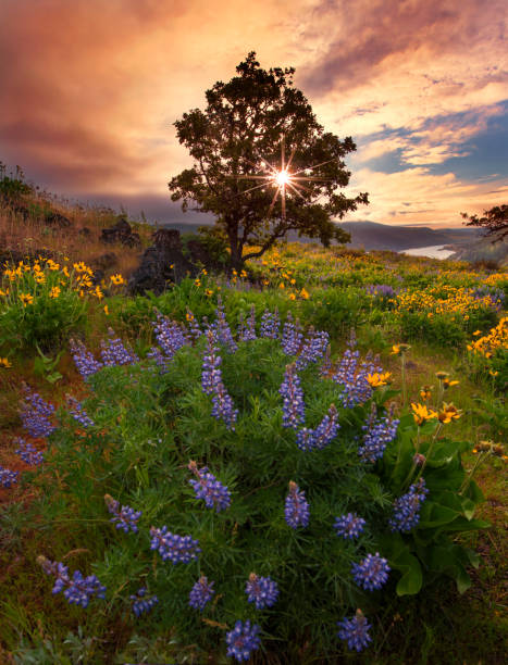 istock Rowena Crest at Sunrise 691962730