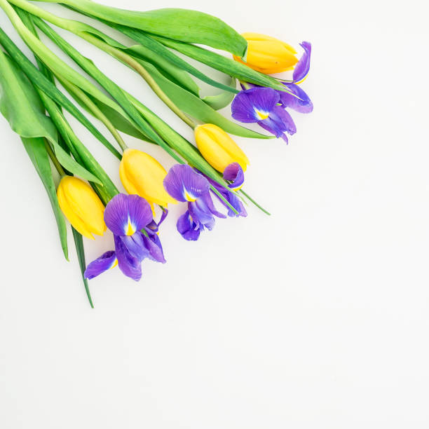 istock Tulips and irises flowers on white. Flat lay, Top view 691963476