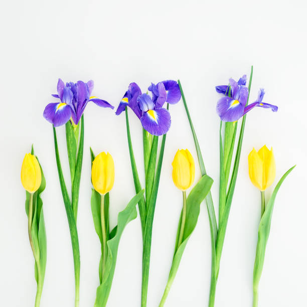 istock Tulips and irises flowers on white. Flat lay, Top view 691963484