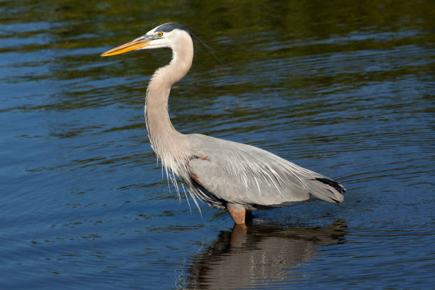 istock Great blue heron wading in a swamp in central Florida. 691966236