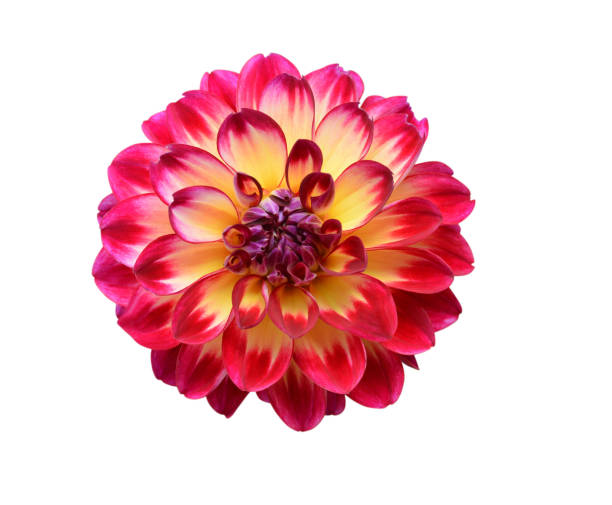 Red dahlia flower isolated on white background stock photo