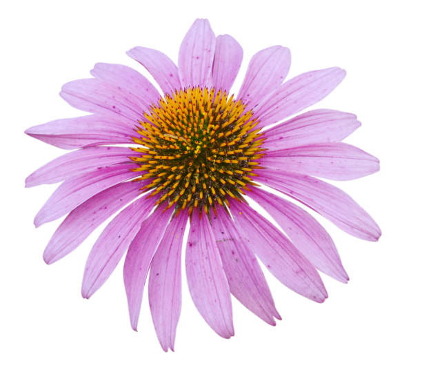 istock Pink coneflower head, isolated on white background 691972090