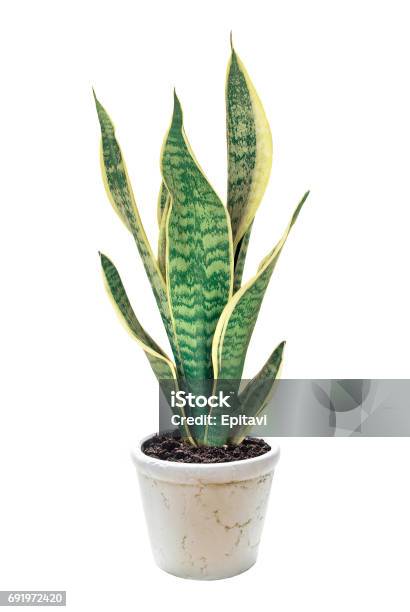 House Plant Sansevieria Stock Photo - Download Image Now - Sansevieria, Cut Out, White Background