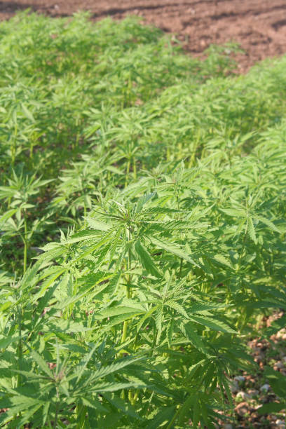 istock Young hemp plants growing in the field background. 691972694