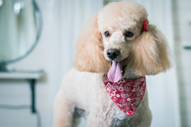 pies uwodzenie pudel - standard poodle zdjęcia i obrazy z banku zdjęć