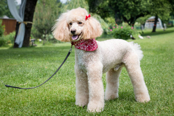 istock White poodle dog on green grass field 691972826