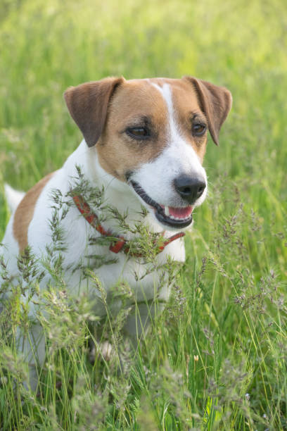 istock Jack Russell Terrier dog in the green grass 691977942