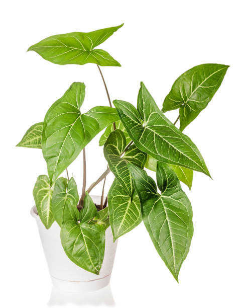 Syngonium plant growing