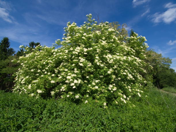 istock Holunder am Waldrand - Elderberry on the edge of the forest 691978464