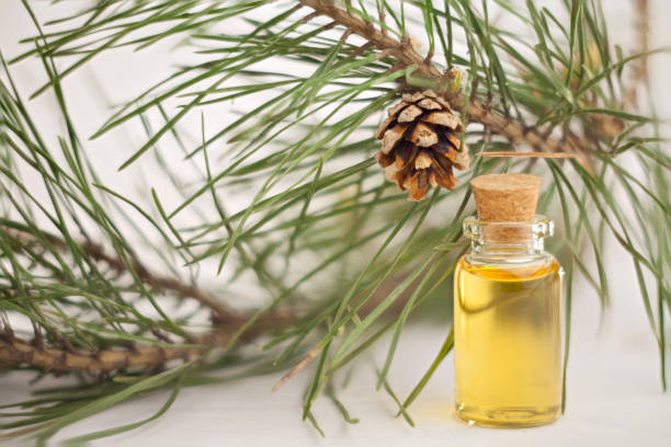 istock Essence of pine on table in beautiful glass jar 691981406