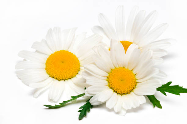 istock Chamomile or camomile flowers isolated on white background 691987710