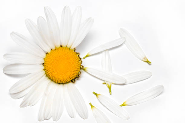 istock Chamomile or camomile flowers isolated on white background 691987728