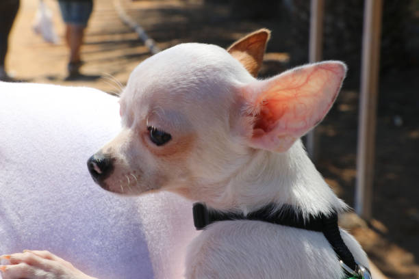 istock holding a chihuahua 691991452