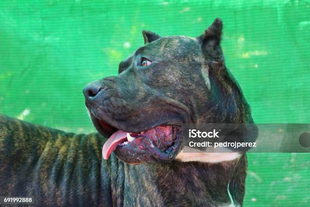 Dog Prey Stock Photo - Download Image Now - Aggression, Animal, Animal Body Part