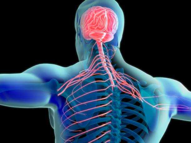 istock Human brain and nervous system in bright red inside blue xray body. 3d illustration. 691995152