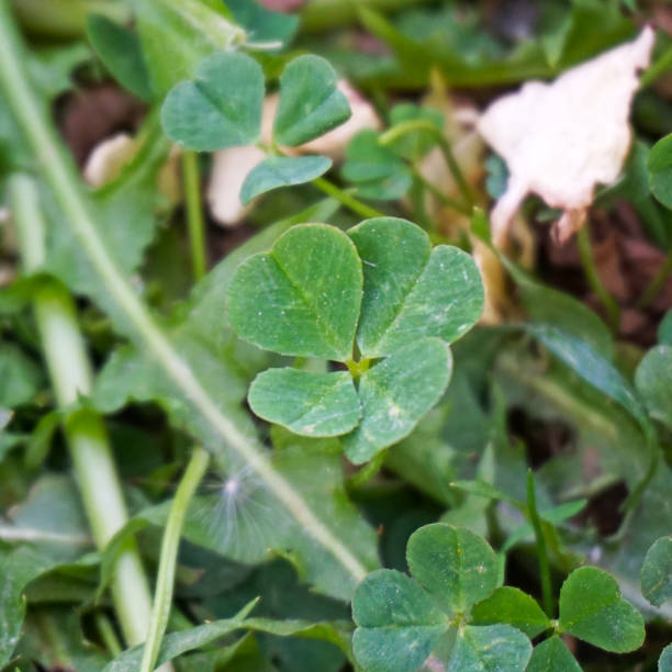 istock Four-leafed clover in the grass, close up 692008248