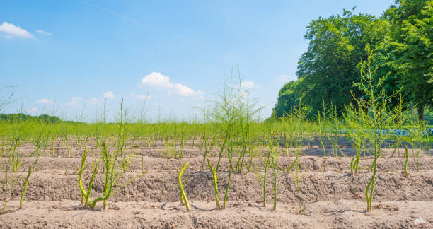 asparagi verdi che crescono su un campo in primavera - 2971 foto e immagini stock