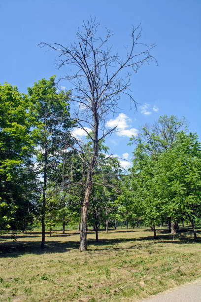 albero secco nel parco - horse cutting competition foto e immagini stock