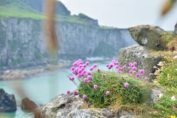 istock Coast of Ireland 692014118