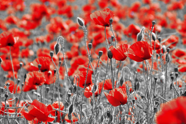 istock Poppy field, summer day 692019298