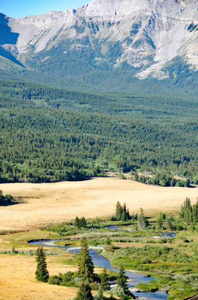 istock The famous fishing river, the Crowsnest, Alberta 692022056