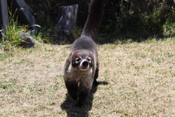 Coati Walking Cute Wild Animal irazu stock pictures, royalty-free photos & images