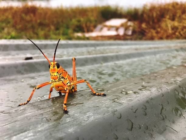 Grasshopper eating yellow flower's petal - animal behavior.