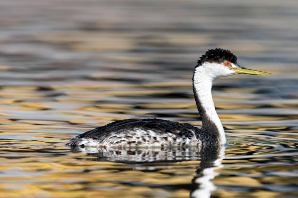 Western Grebe in Winter Plumage