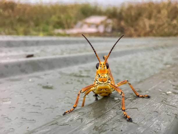 Close-up of a cricket