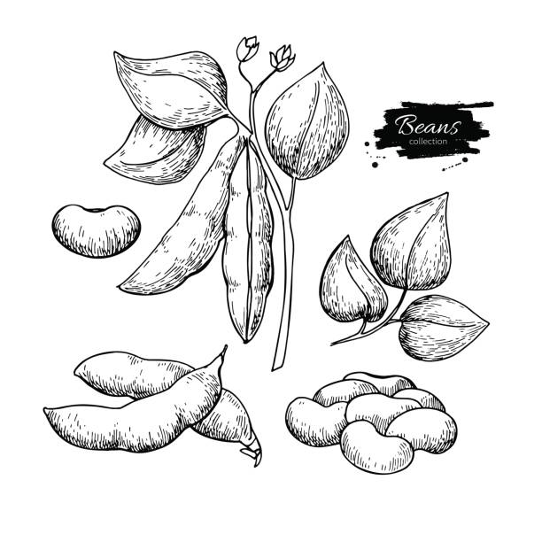 White Bean plant hand drawn vector illustration. Isolated Vegetable engraved style object. White Bean hand drawn vector illustration. Isolated Vegetable engraved style object. Detailed vegetarian food drawing. Farm market product. Great for menu, label, icon bean stock illustrations