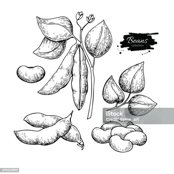 White Bean Plant Hand Drawn Vector Illustration Isolated Vegetable Engraved Style Object Stock Illustration - Download Image Now