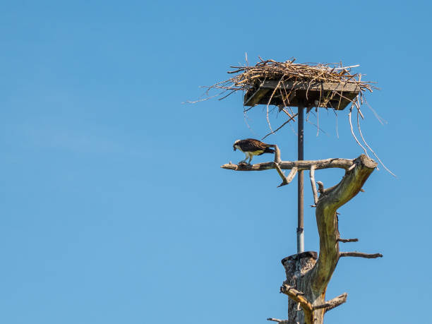 istock Osprey eating freshly caught fish at his nest 692053028