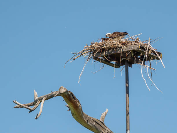 istock Osprey eating freshly caught fish at his nest 692053050