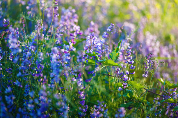 istock purple background with small flowers 692057356